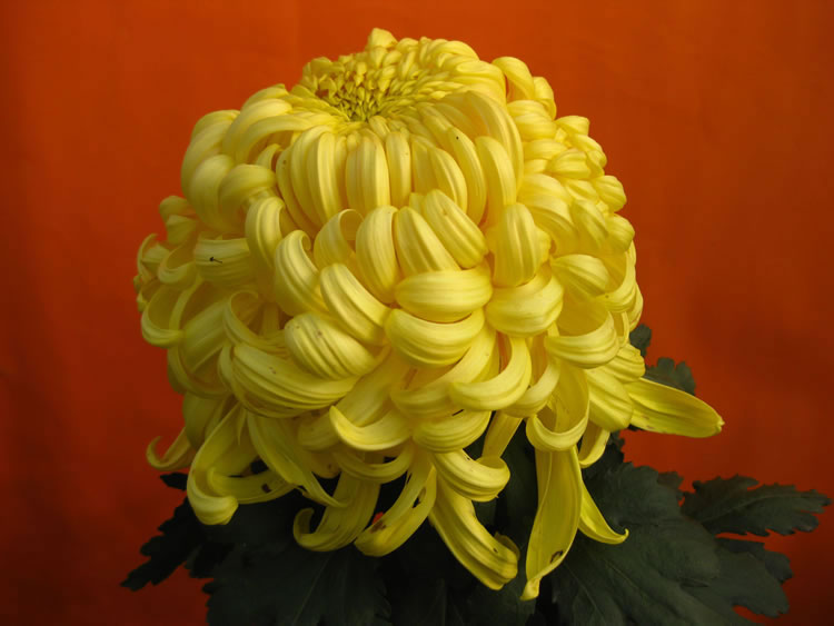 开封菊花（二）